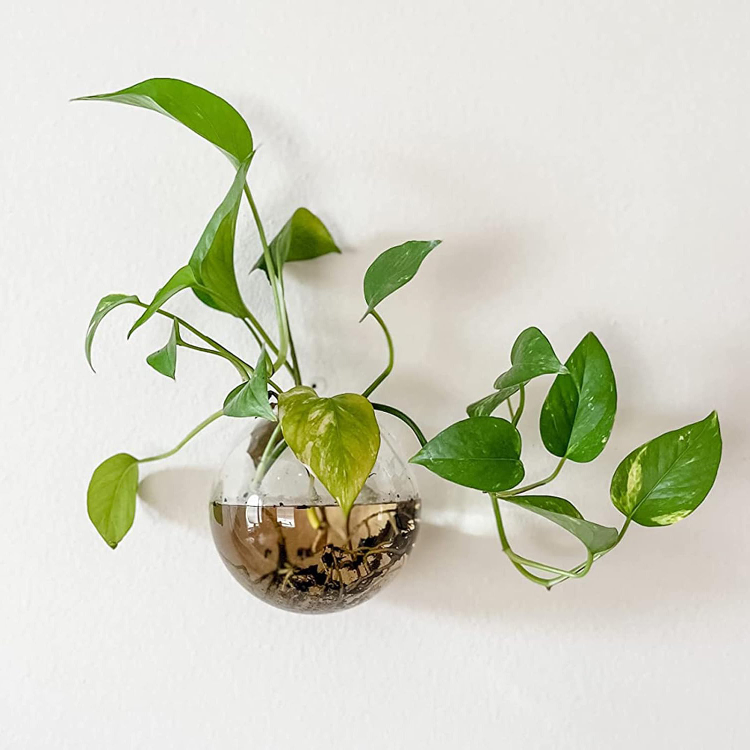 Latitude Run® Eduviges Glass Wall Vase | Wayfair