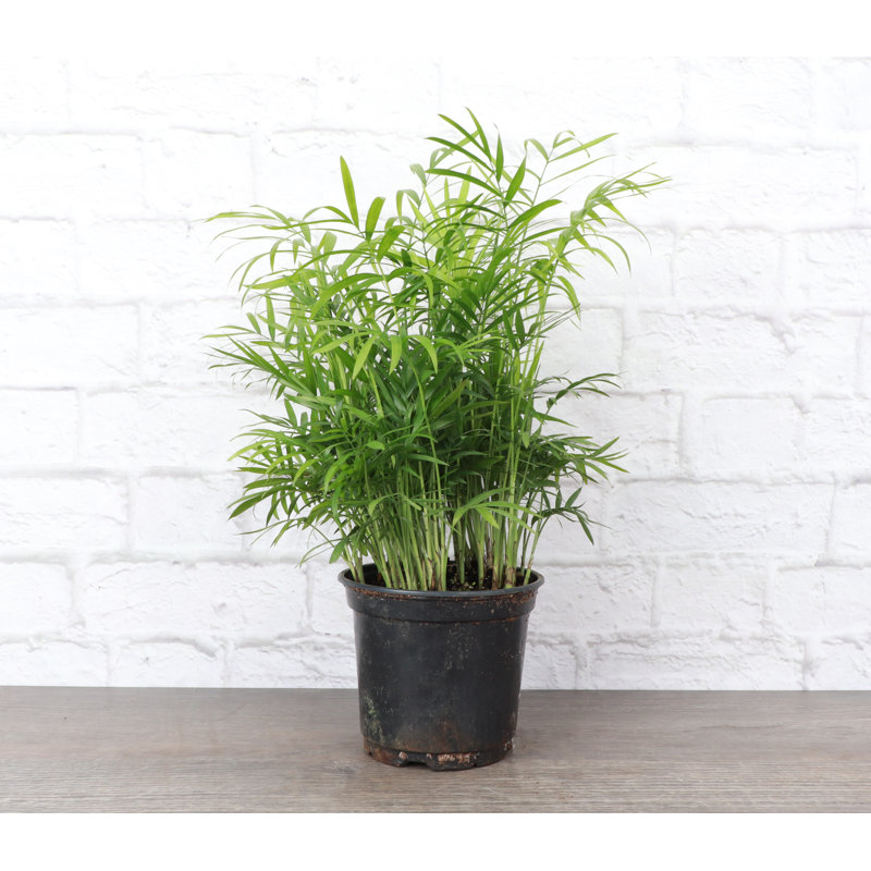 Live Parlor Palm Plant, 6" Diameter, Black