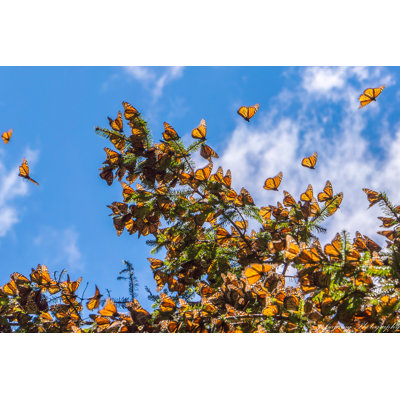 " Monarch Butterflies " by Jhvephoto