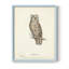 Reproduction encadrée Scops Earl Owl - bois massif-1279032216-1279032209