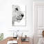 Profil de lionceau Brampt-108546290
