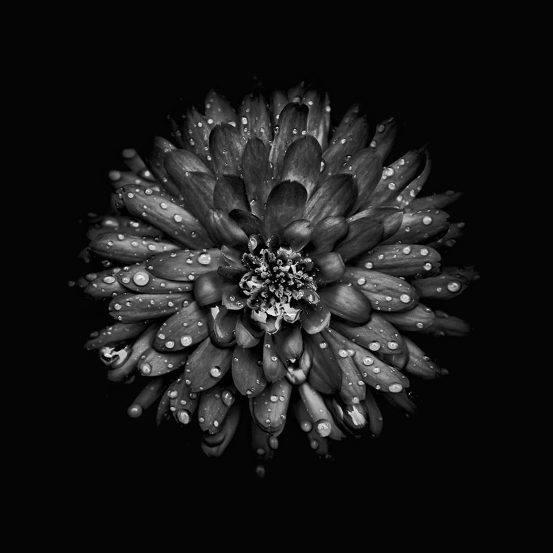 Black And White Mum II by Brian Carson - Wrapped Canvas Print, 30cm H x 30cm W