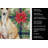 Fawn Italian Greyhound Christmas PoinsettIas Kitchen Towel-2080583820