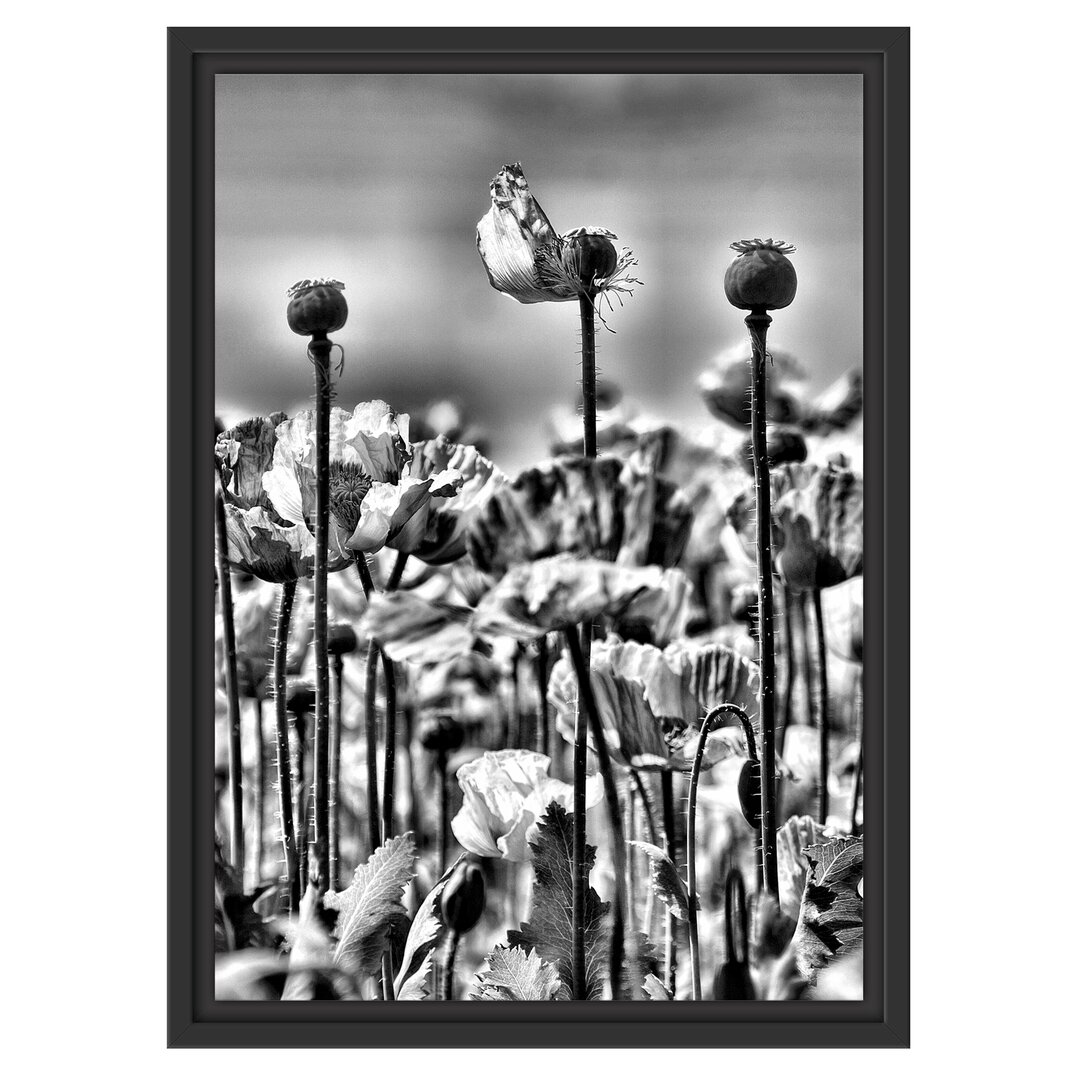 Gerahmtes Wandbild Blumenwiese Mohnblumen