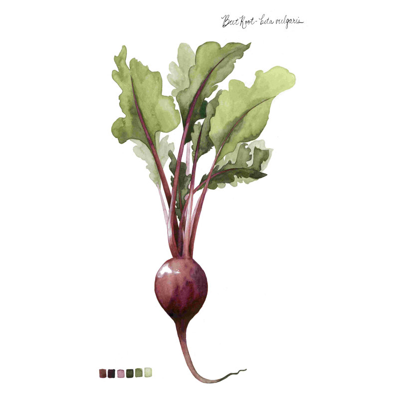 Racine de légumes II, H 36 po x l 24 po