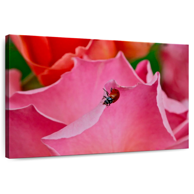 Brampt Ladybug On A Rose I