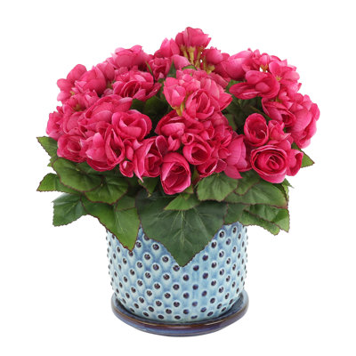 Begonias in Dotted Ceramic Pot