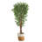 Variegated Ficus Artificial Tree in Jute Planter
