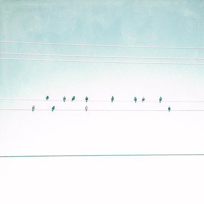 Birds On Wires IV