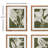 Translucent Stem Prints, Set of 4