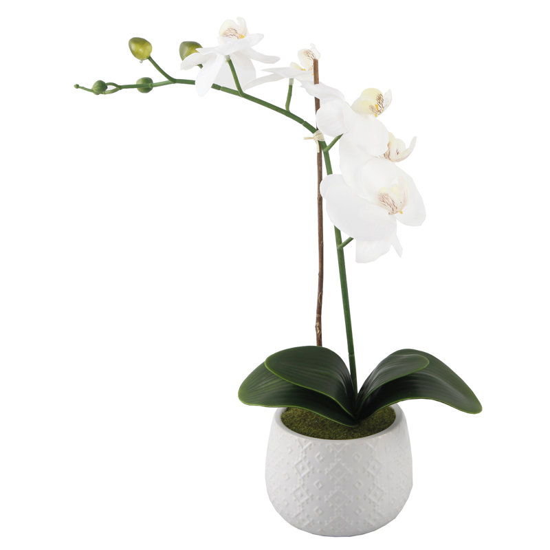 Centre de table orchidées en pot