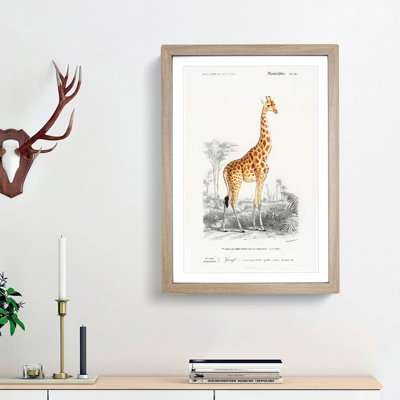 Giraffe by Charles D'Orbigny - Picture Frame Painting Print