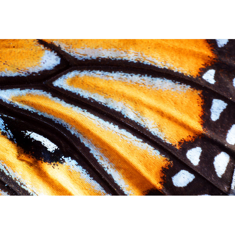 «Lunada Macro Of Butterfly Wing» sur toile, H 12 po x l 18 po
