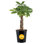 Costa Farms Braided Money Tree Plant