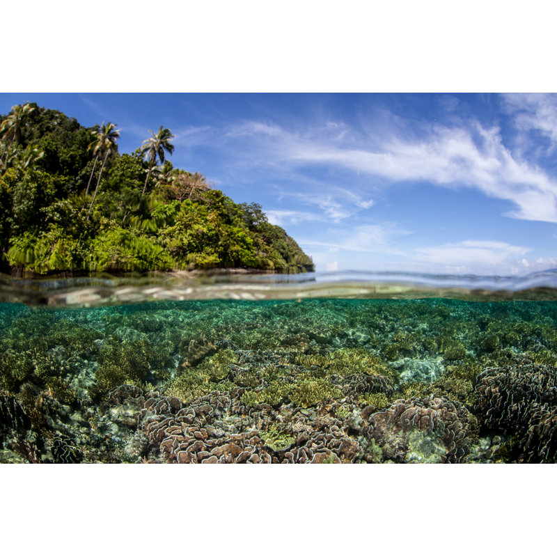Coral Reef - Wrapped Canvas Print, 30cm H x 46cm W x 3.8cm D