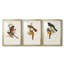 " Elegant Trogons I " 3 - Pieces-69983317-69983318