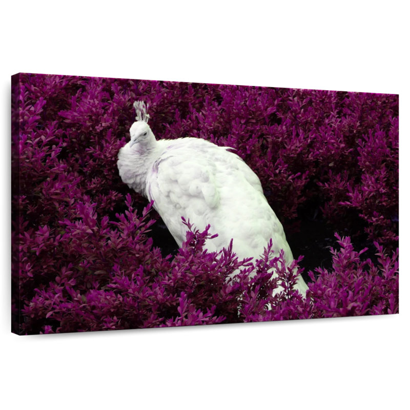 Ronce paon blanc dans un champ mauve, H 24 po x l 36 po