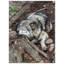 Reproduction d'art mural loup au repos - faune loup, affiche, forêt, art panoramique, chalet rustique, décoration - prédateur sauvage, reproduction d'art - animal mural minimaliste - cadeau nature d'aventure-336958312