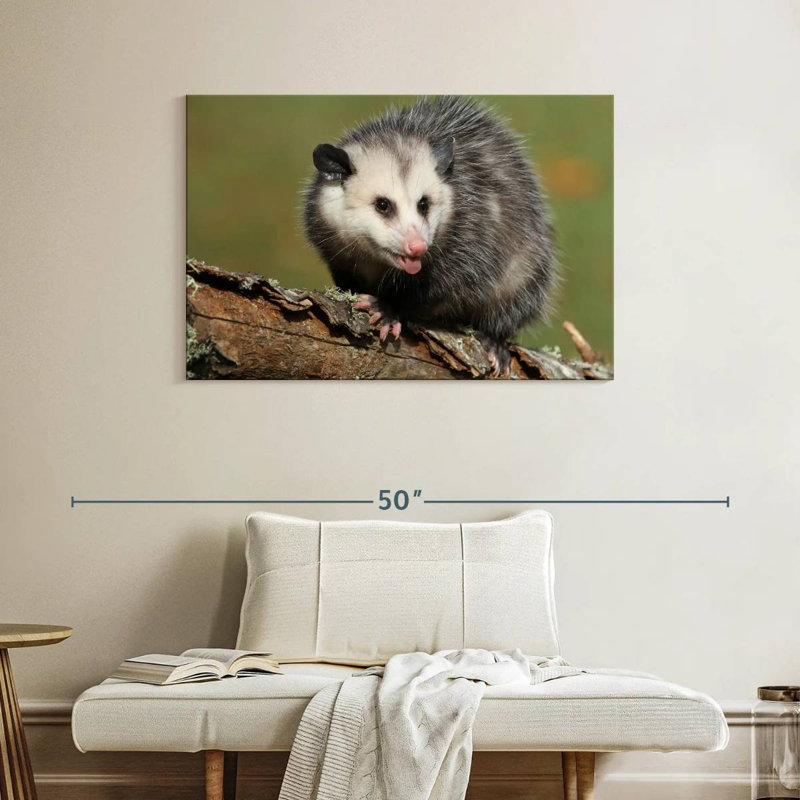 Brampt Angry Opossum, 26" H x 39" W