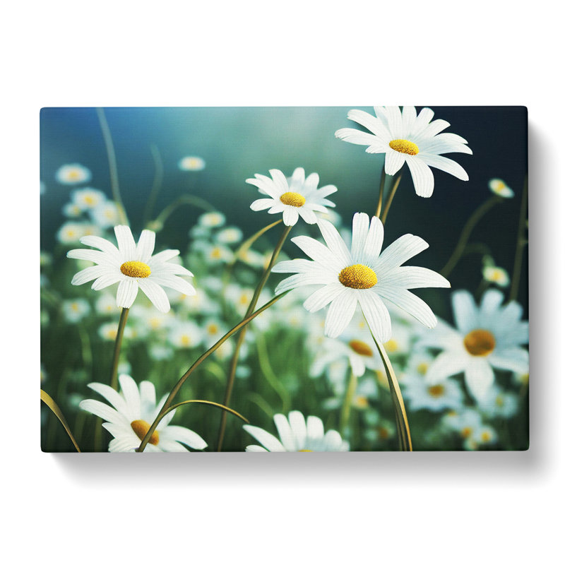 Splendorous Daisy Flowers - Wrapped Canvas, 50cm H x 76cm W x 3cm D