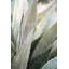 Winter Agave II Print by Alicia Bock-39763257