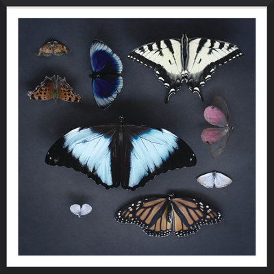 «Velvet Wings» par Trunk Archive - Photographie avec cadre photo