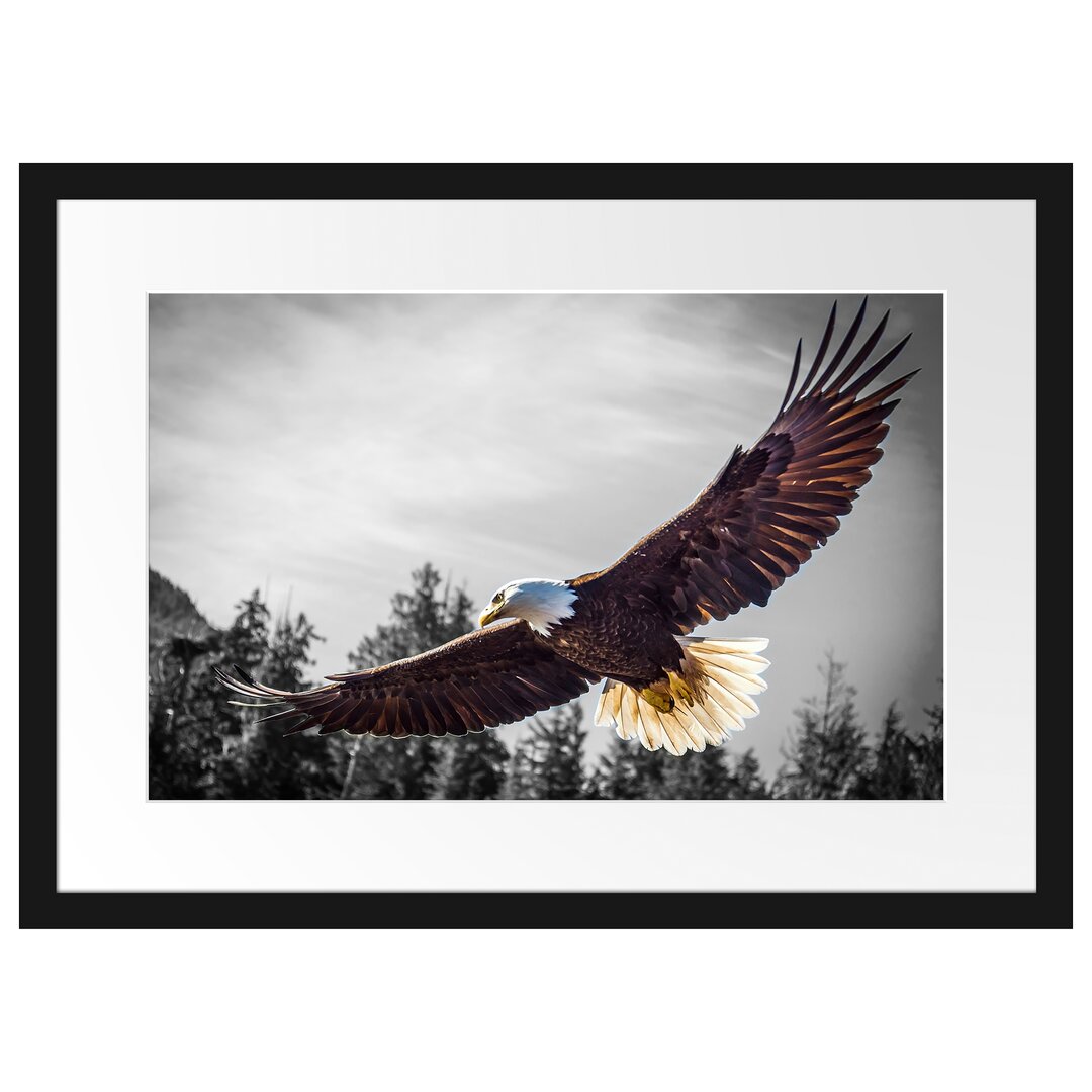 Gerahmter Fotodruck Large Flying Eagle