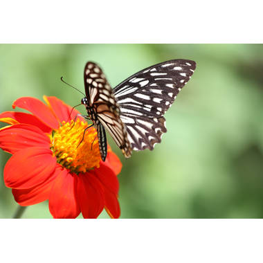 Monarch Butterfly on Flower Photo Photograph Butterfly Poster