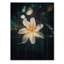 Celsea blanc jaune exotique fleur de plumeria sur bois-418394484