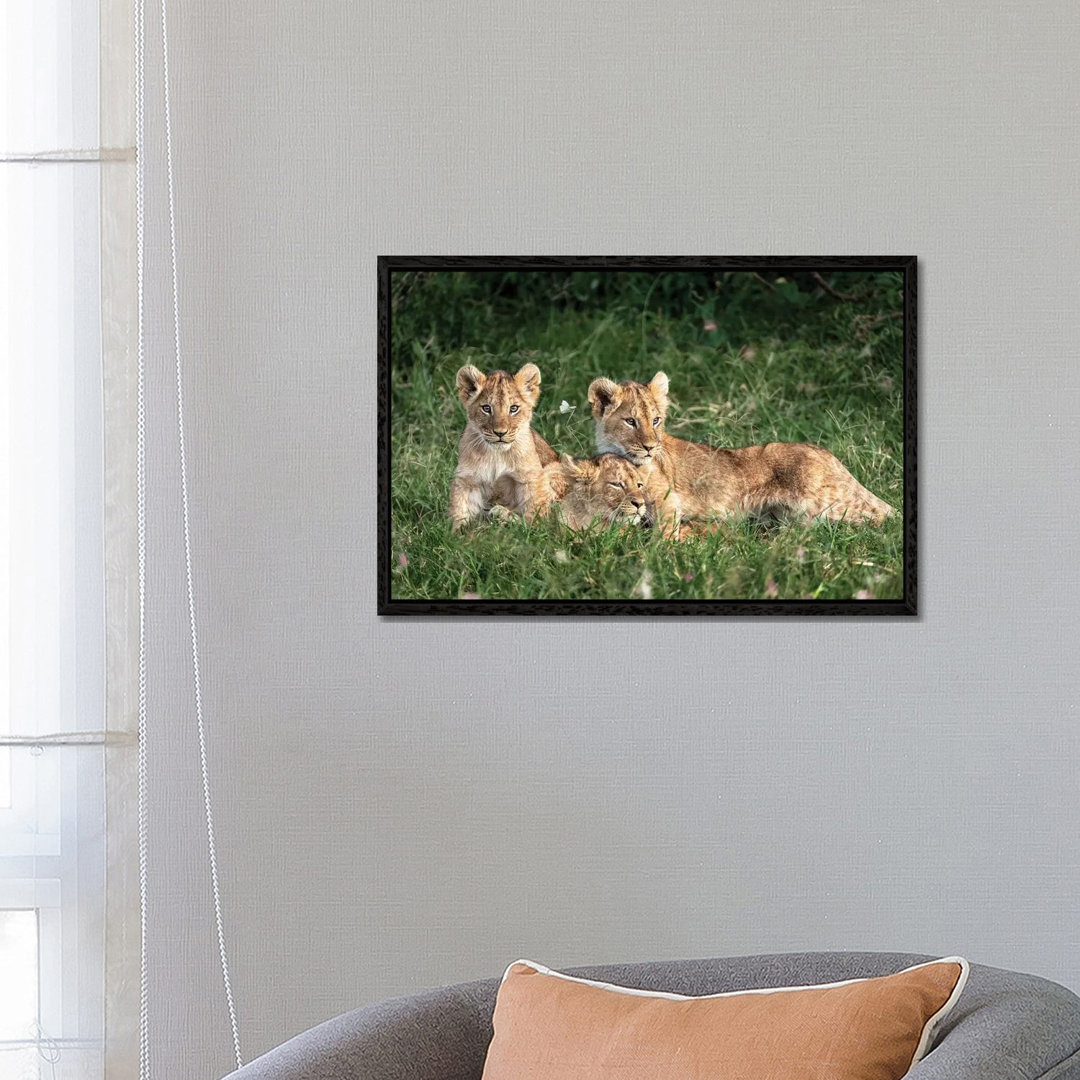 Three Cute Lion Cubs In Kenya Africa Grasslands von Susan Richey - Gallery-Wrapped Canvas Giclée on Canvas