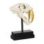 Tooth Tiger Skull-42650009