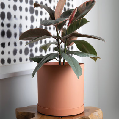 Modern Plastic Indoor/Outdoor Round Planter with Saucer