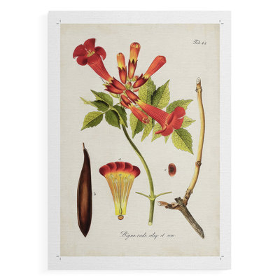 Fleurs tropicales de trompette I - impression sur toile seulement - NON CADRE