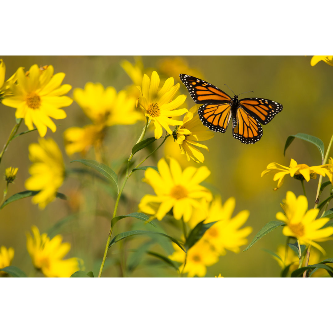 Monarch Schmetterling von Bookguy - Drucken