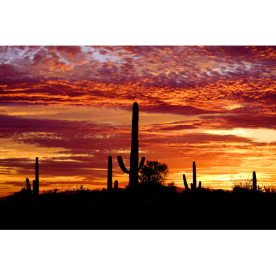 Saguaro Cactus-Desert - Photographie sur toile tendue