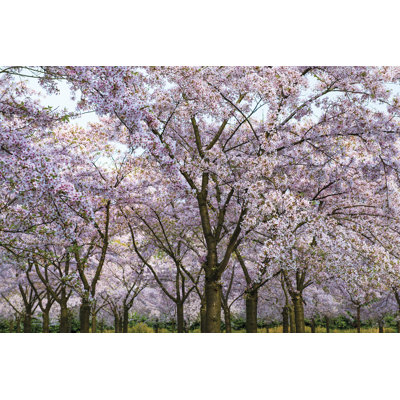 Murale l 64 pi x l 18 po cerises à fleurs, yoyogi park, tokyo, japon Kensington