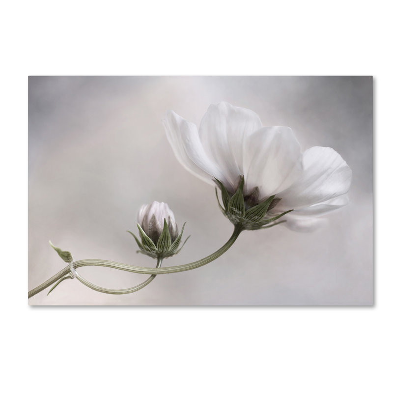 « simply cosmos », reproduction d’impression sur toile tendue, H 30 po x l 47 po