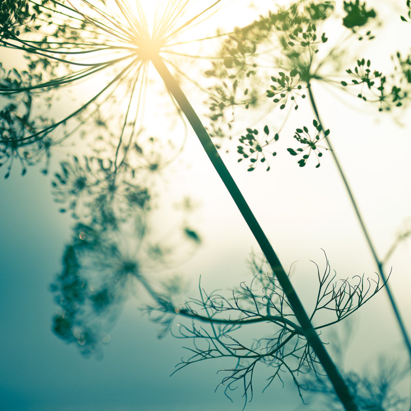 Wildflowers, Back Lit by Jeja - Wrapped Canvas Print, 51cm H x 51cm W x 3.8cm D