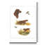 « Irish setter », reproduction d’art sur toile tendue-735019333