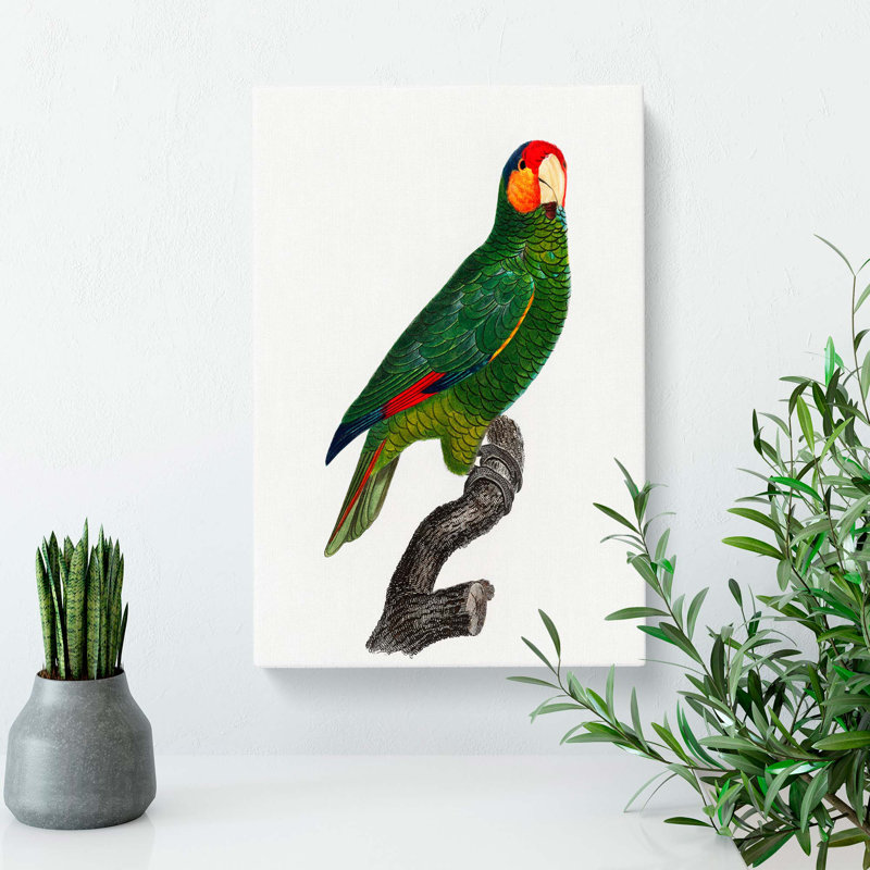 Amazon Parrot by F. Levaillant - Wrapped Canvas, 50cm H x 35cm W x 3cm D