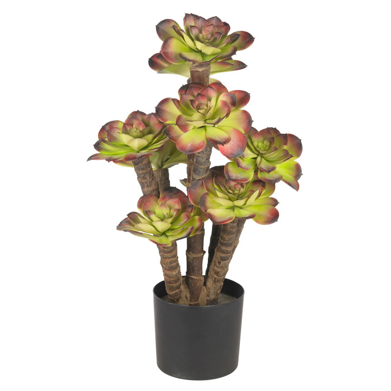 Plante de bureau en pot Echeveria