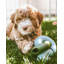 Falcon Hybrid Feeder/Toy-1314684356