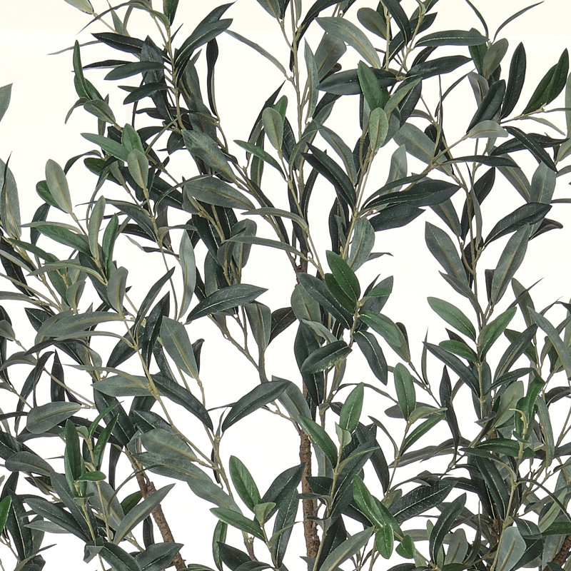Olive toscane 7 'UV en pot 7'