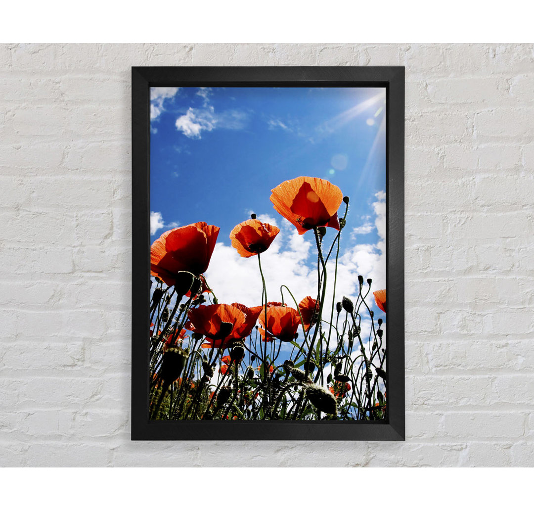 Gerahmtes Wandbild Orange Poppy Skies