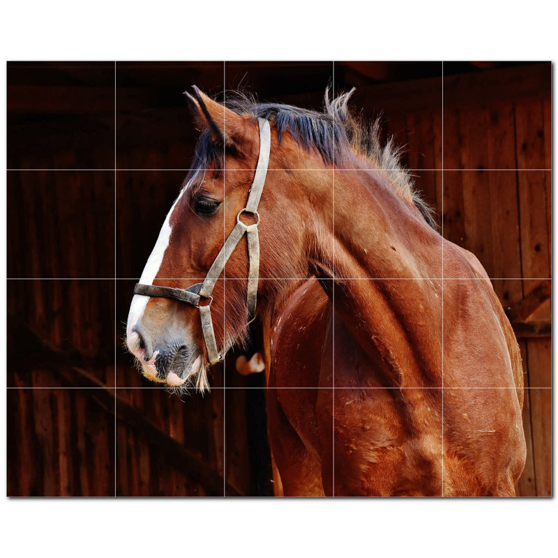 Photo de cheval 6 x 6