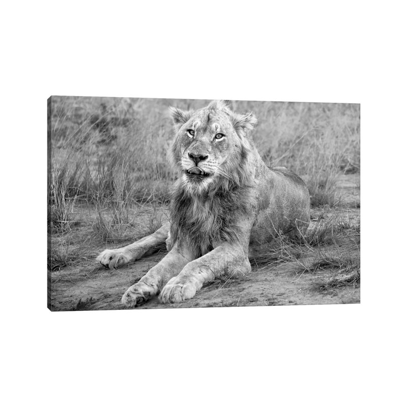 Young Male Lion by MScottPhotography - Wrapped Canvas Print, 20.32 cm H x 30.48 cm W