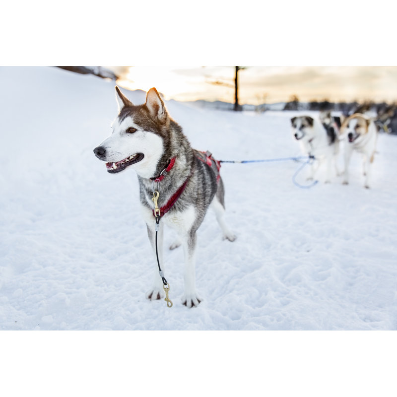 Husky Dog par Kjekol - Photographie sur toile tendue, L 12 po x H 8 po