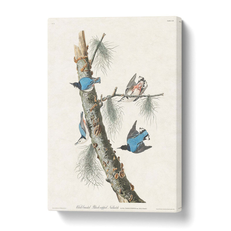 Nuthatch Birds by John Audubon - Wrapped Canvas Painting, 61 cm H x 40.6 cm W