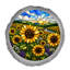 PAS TOTAL - Vitrail LOOK TOURNESOLS GRIS
