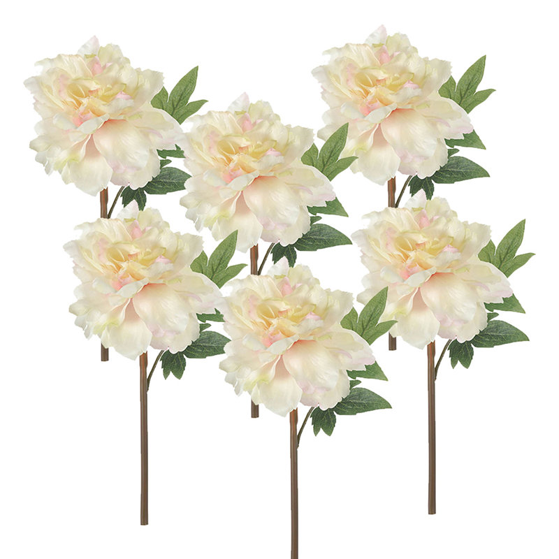 Ensemble de 6 pivoines 14 "presque vraies 14", Blanc / rose